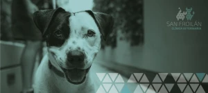 Clínica Veterinaria San Froilán