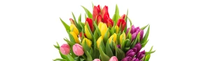 Flores Santamaría