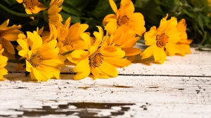 Floristería Zinnia