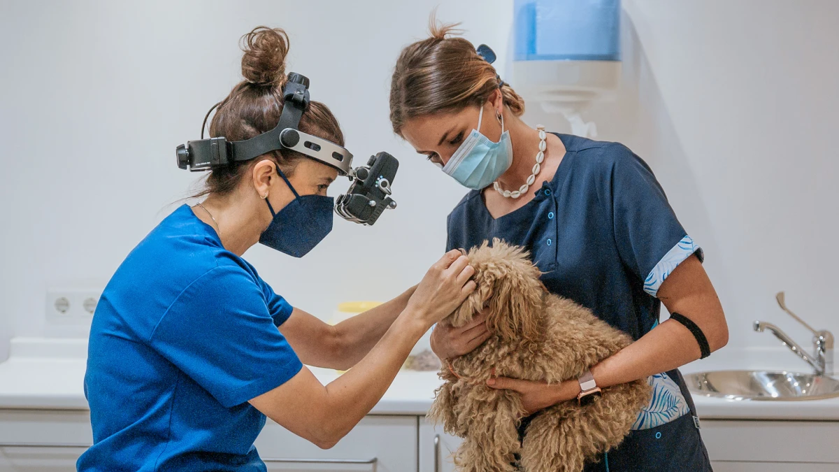 Hospital Veterinario Sos Animal